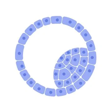 Reproductive system concept Stock Illustration