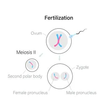 Reproductive system concept Stockillustratie
