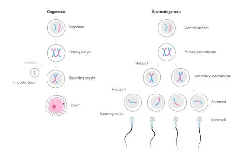 Reproductive system concept Stock Illustration