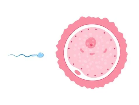 Reproductive system concept Stock Illustration