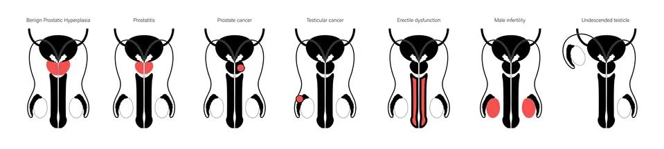 Reproductive system concept Illustrazione stock