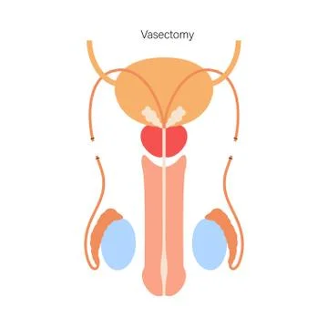 Reproductive system concept Stock Illustration