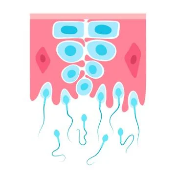 Reproductive system concept Illustrazione stock