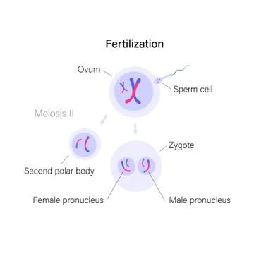 Reproductive system concept Stockillustratie