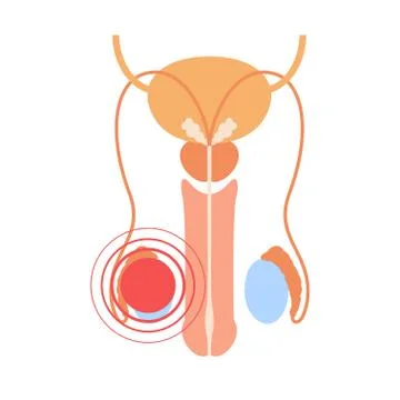 Reproductive system concept Stock Illustration