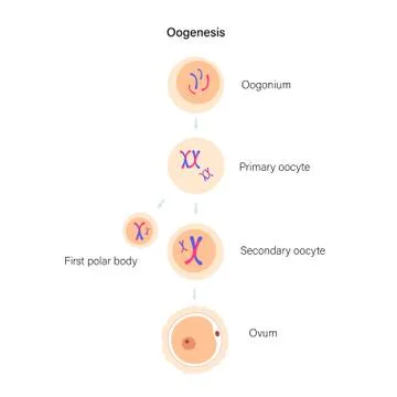 Reproductive system concept Illustrazione stock