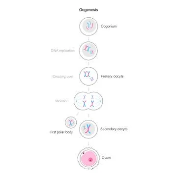 Reproductive system concept Stock Illustration