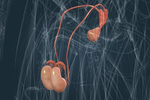 The reproductive system consists of organs which work together for the purpose Stock Illustration