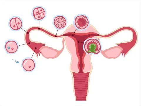 Reproductive system with stages of segmentation of sell Stock Illustration