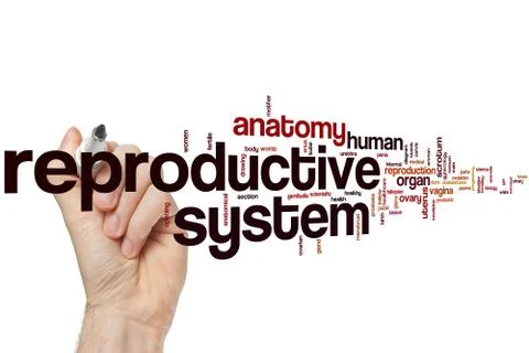 Reproductive system word cloud Stock Photos