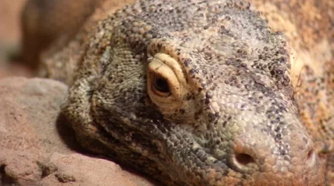 Reptile 0013M1 Stock Footage