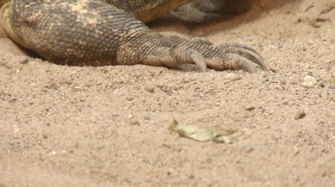 Reptile 0030RT Stock Footage