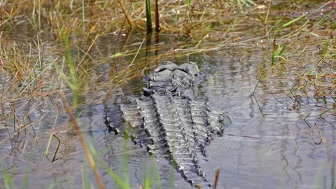 Reptile Back Above Swamp Surface in Florida Stock Footage 306809628