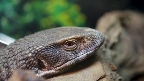  Reptile basking in the sun to warm its self up. Close up of a red eyed lizard   Stock Footage 99482431