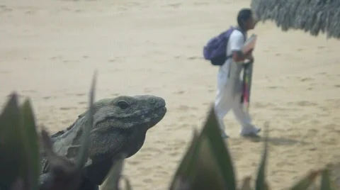 Reptile Behavior Stock Footage 736019