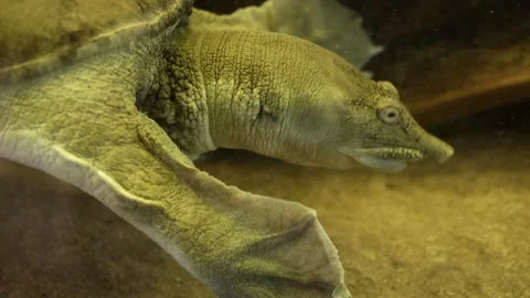 Reptile chewing Stock Footage 282550065