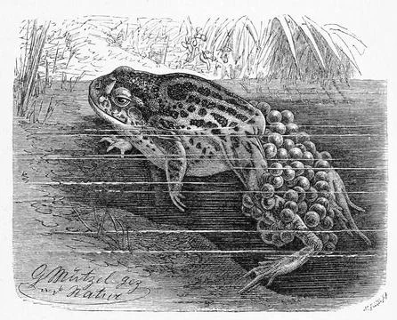 Reptile Common Common or common midwife toad Alytes obstetricans is a frog in Stock Illustration