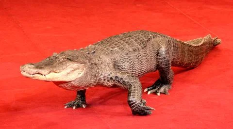 Reptile a crocodile Stock Photos