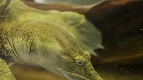Reptile eating Stock Footage 282547638
