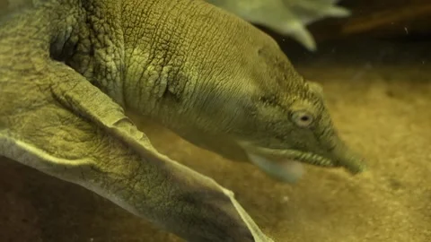 Reptile eating Stock Footage 282550475