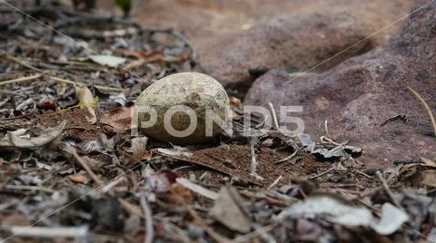 Reptile egg Stock Photos