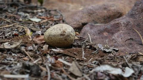 Reptile egg Stock Photos