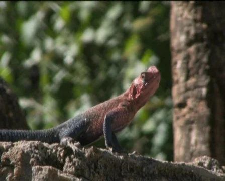 Reptile Stock Footage 756073