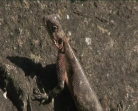Reptile Stock Footage 768952