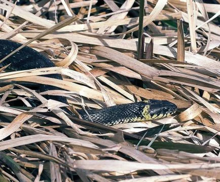 Reptile in the grass Stock Photos
