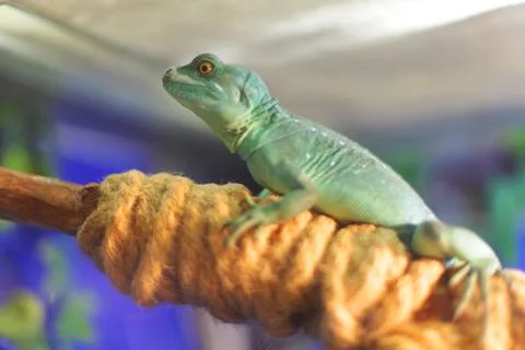 Reptile green. Stock Photos