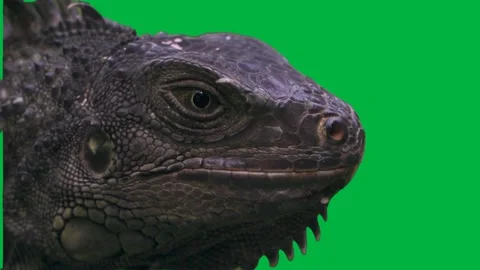 Reptile Greenscreen 74 Stock Footage 198652794