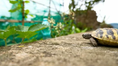 Reptile ground Turtle slow speed walk motion close up,body details timelapse Stock Footage 111381817