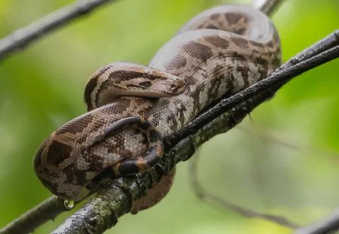 REPTILE-INDIAN ROCK PYTHON-MAHARASHTRA Foto stock