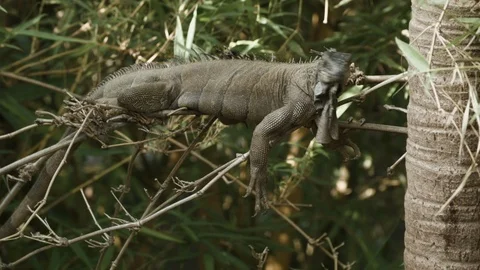 Reptile laying down on tree branch letting its legs hang down in Tortuguero Stock-Footage 141246881
