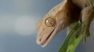Reptile Lizard Licking It's Eye Close Up. Hungry Animal Looking For Food Waiting Stock Footage