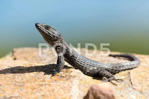 Reptile Stock Photos