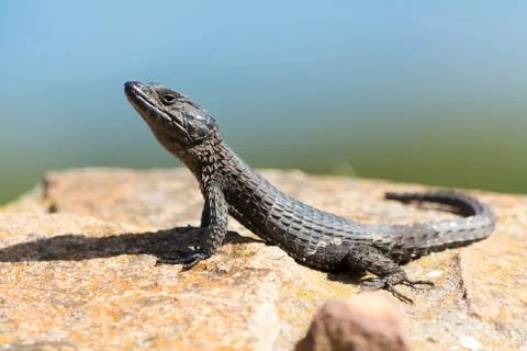 Reptile Stock Photos