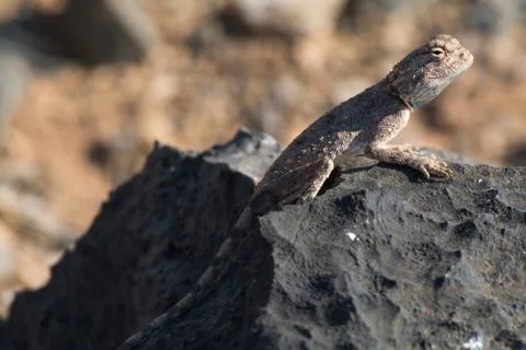 Reptile. Stock Photos