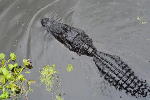 Reptile Stock Photos
