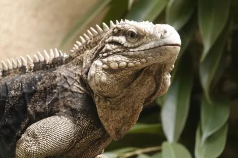 Reptile. 스톡 사진