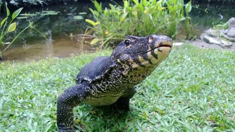 Reptile Stock Photos