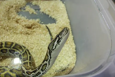 Reptile python molurus of medium age breeding Photos