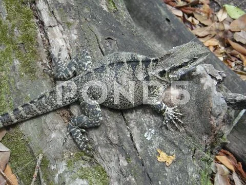 Reptile SAM 2076 Adobe RGB 1998 - Photograph Stock Photos