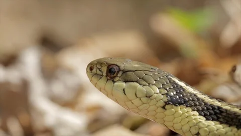 https://images.pond5.com/reptile-scales-close-portrait-garter-footage-108072971_iconl.jpeg