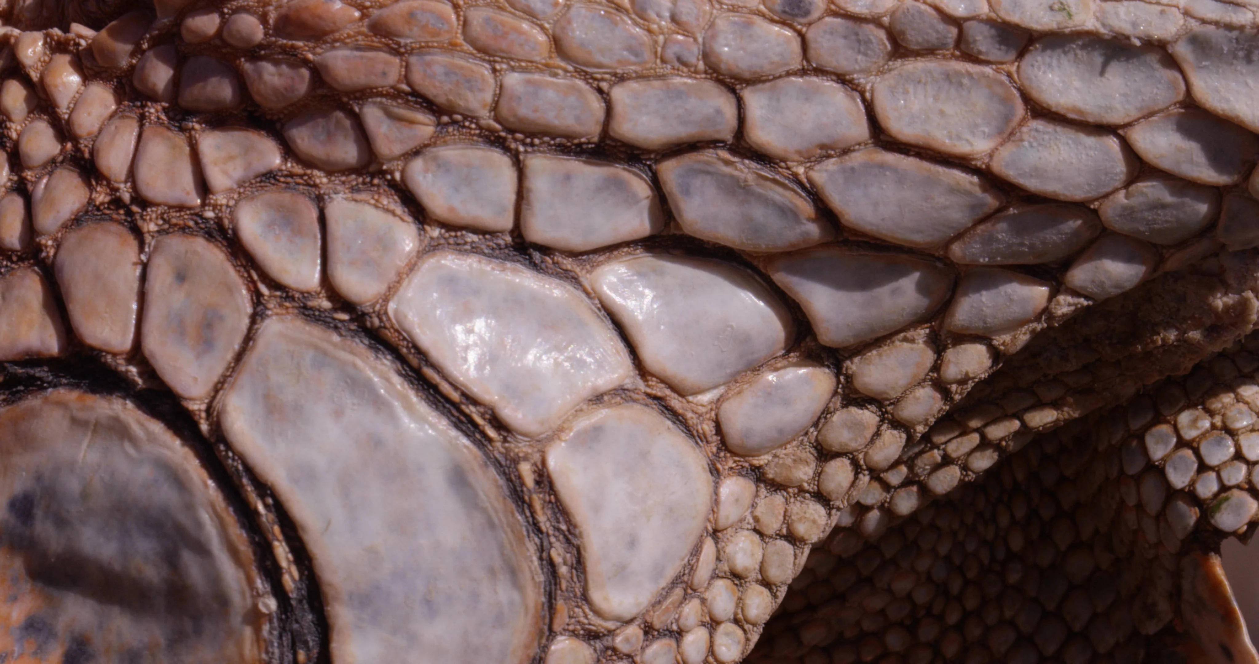 Reptile scales - pattern - extreme close, Stock Video