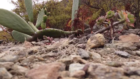 Reptile sight Stock Footage 145491141