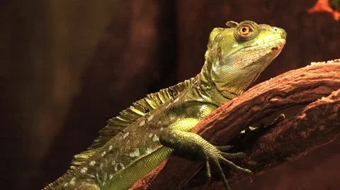 Reptile Sitting on a Log Stock Footage 40973140