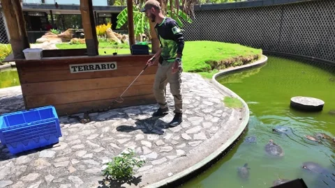 Reptile Skill: Expert Demonstrates Safe Boa Constrictor Handling for Public Video stock 319010548