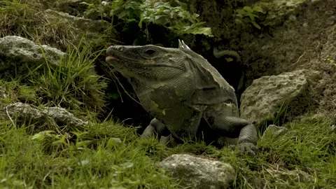 A reptile standing on a rock Stock Footage 155405217