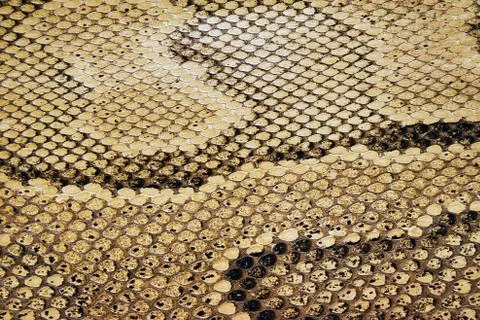 Reptile Texture 스톡 사진